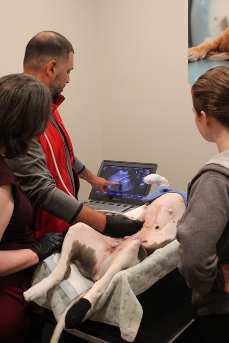Abdominal Ultrasound Training