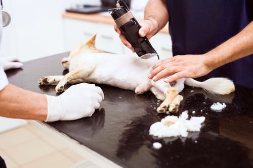 dog-in-veterinary-clinic-is-being-shaved-before-su-2023-03-28-00-39-34-utc (1)