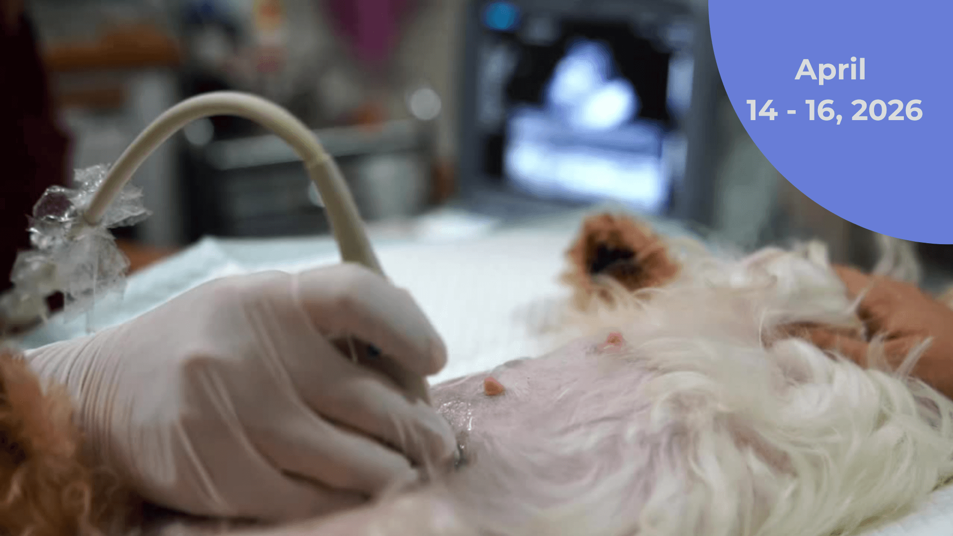 Veterinary Abdominal Ultrasound Training - April  14 - 16, 2026