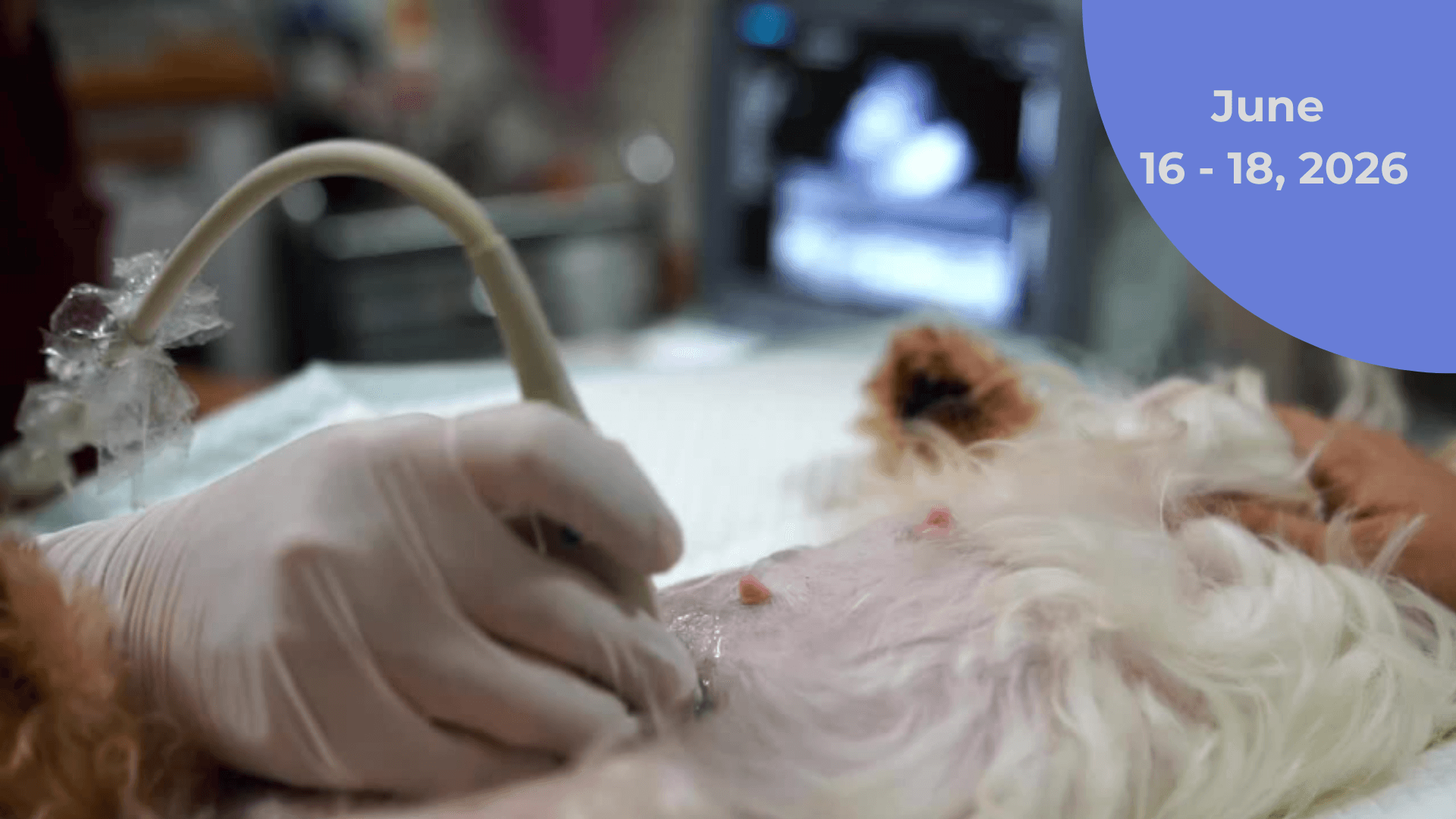 Veterinary Abdominal Ultrasound Training - June  16 - 18, 2026