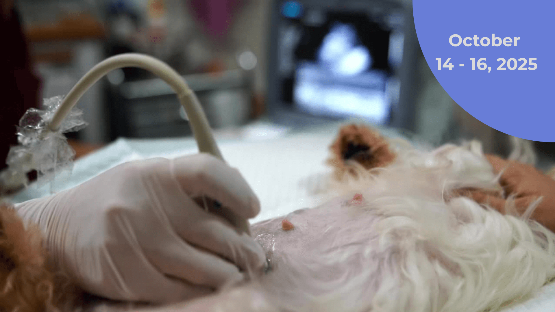 Veterinary Abdominal Ultrasound Training - October  14 - 16, 2025