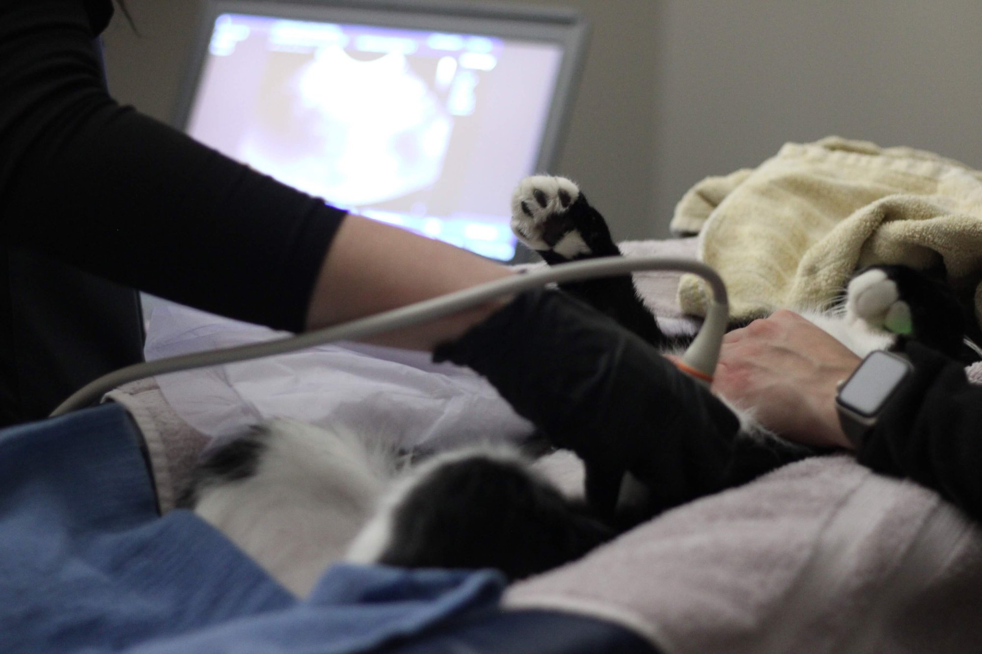 Veterinary Ultrasound Training