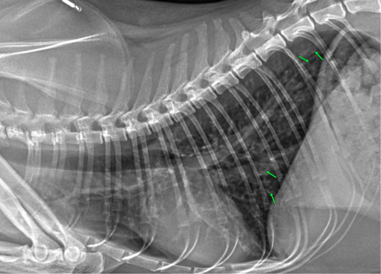 Avoiding Common Radiographic Errors in Veterinary Medicine