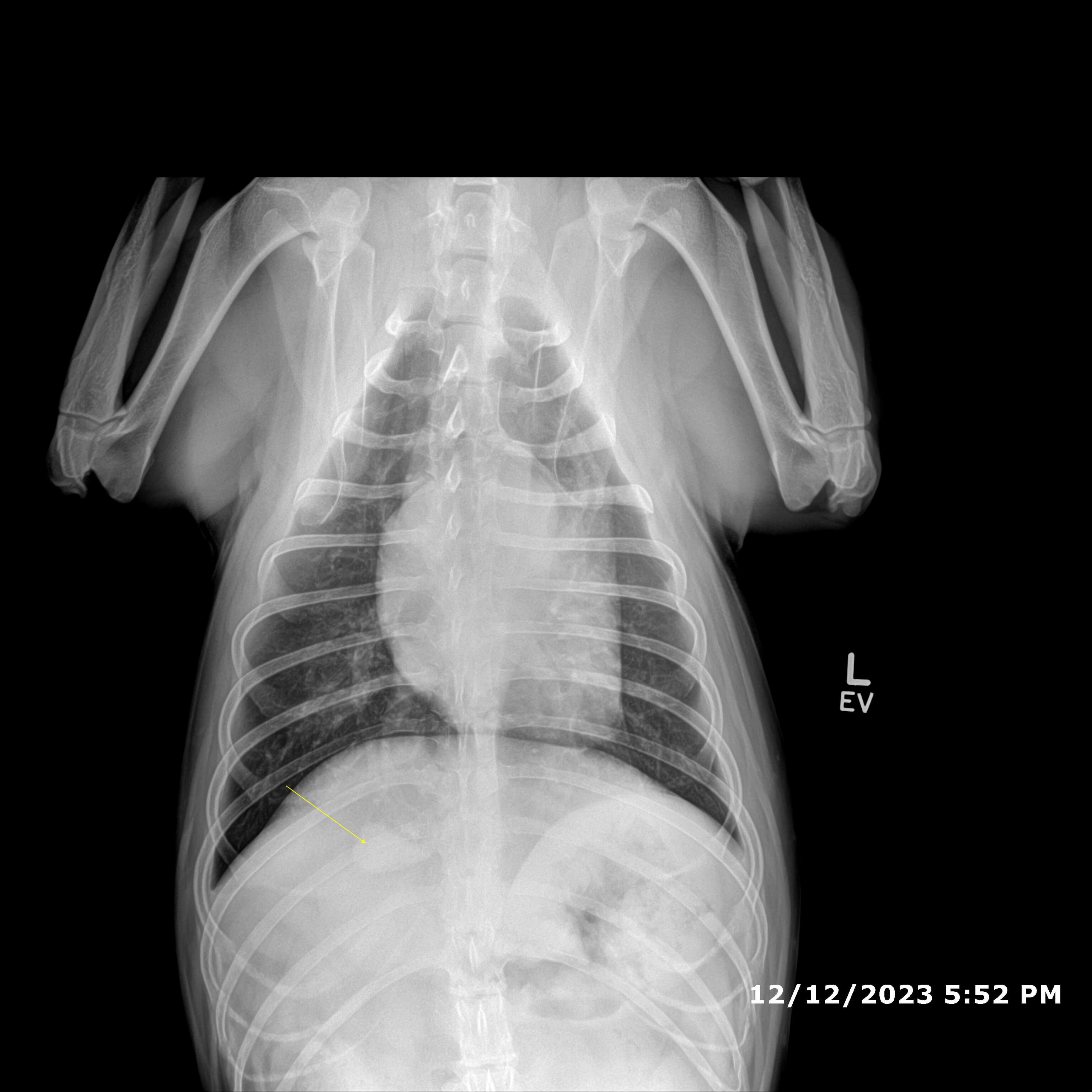 Canine Thoracic Mass Findings and Review With Boarded Radiologist