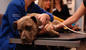 Dog laying on a veterinary exam table receiving an ultrasound while being held by a veterinary technician 