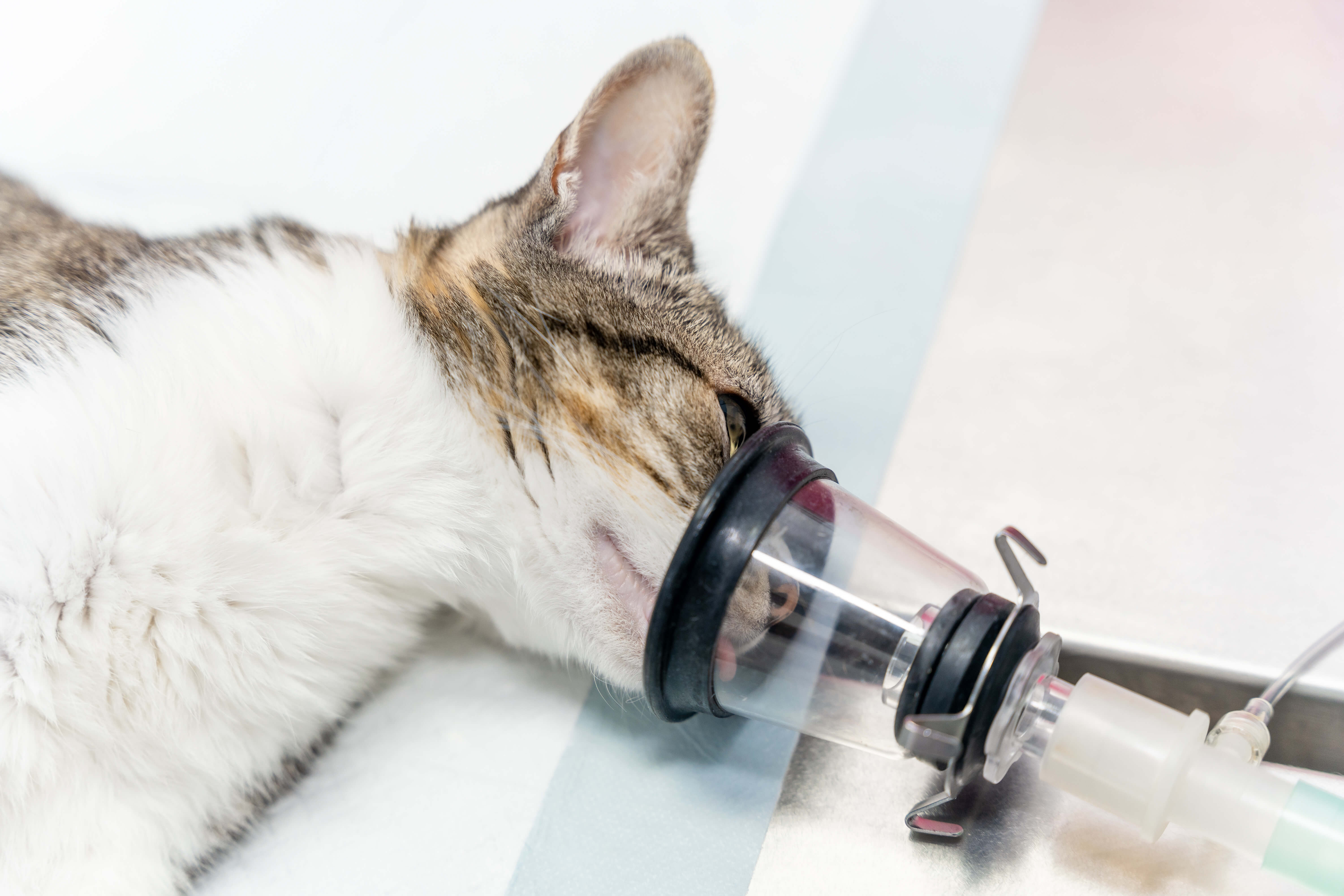 veterinary-clinic-a-cat-on-the-operating-table-re-2023-11-27-05-32-52-utc-2