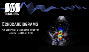The Importance of Echocardiograms for Heart Health in Pets