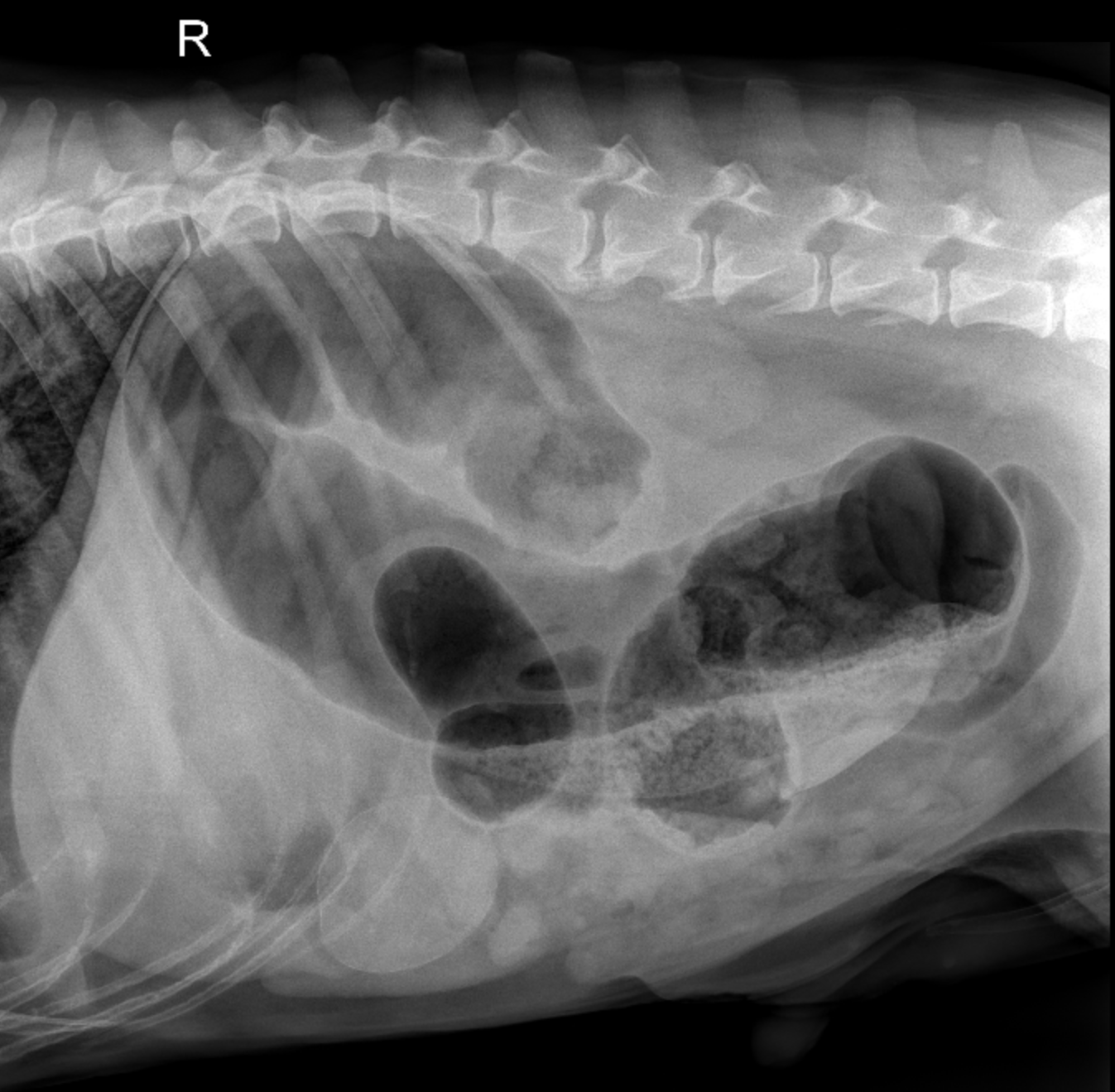 Radiographic Features of Colonic Torsion in Dogs