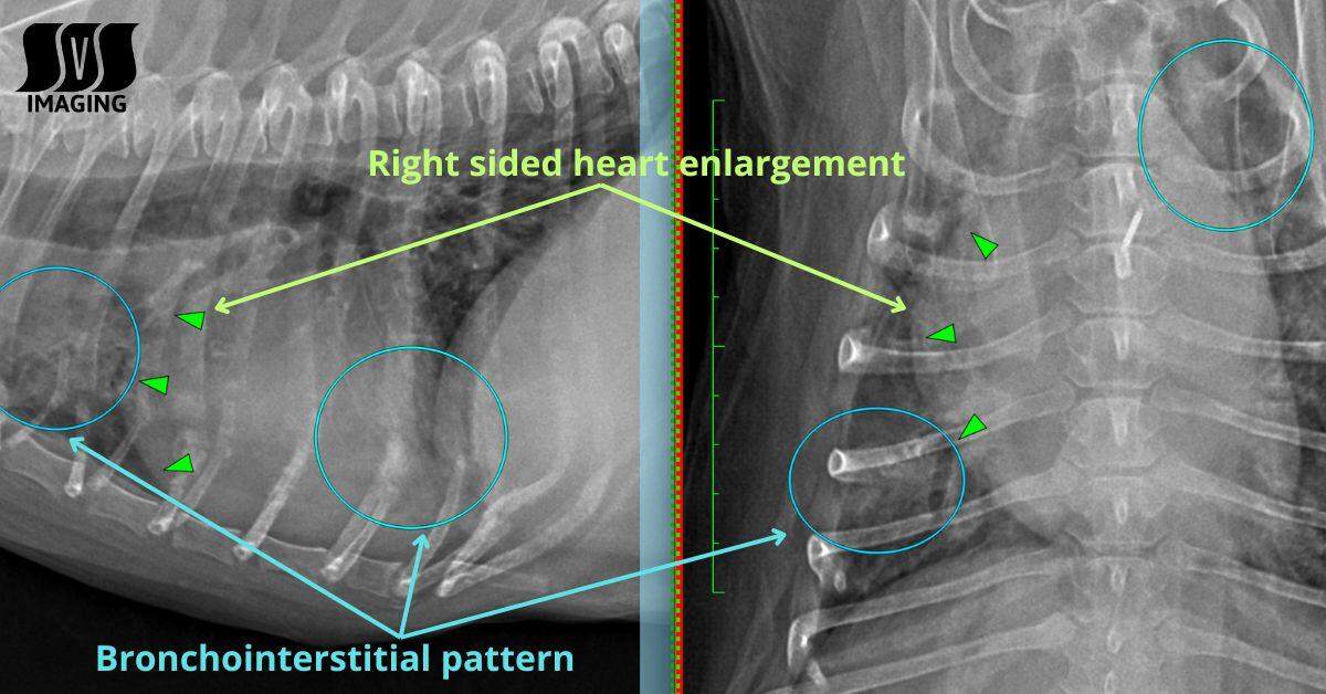 Radiograph Review: Understanding Right-Sided Heart Enlargement & Bronchial Interstitial Pattern