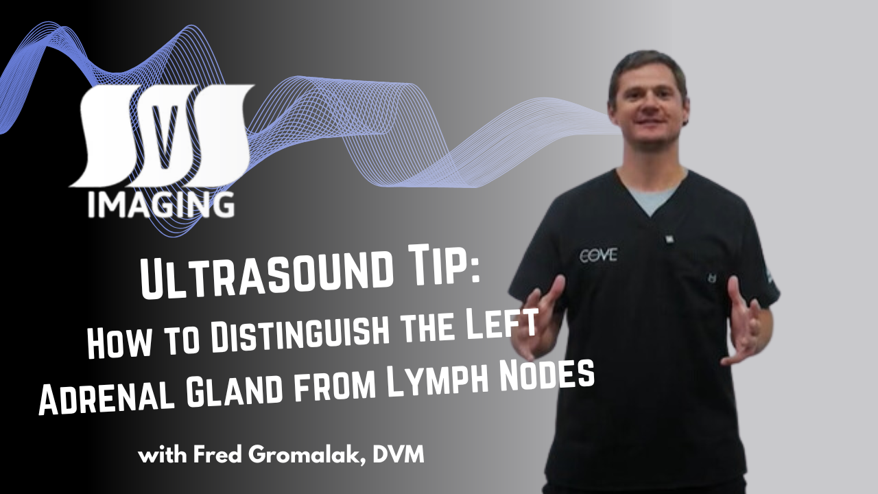 Distinguishing the Left Adrenal Gland from Periaortic Lymph Nodes in Ultrasound Imaging